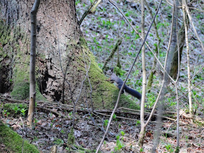 Eichhörnchen im Wald auf dem Weg auf einen Baum-Stamm