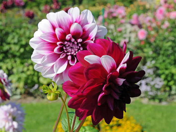 Zwei gefüllte Hybriden der Einfachen Dahlie Hypnose, botanischer Gattungs-Name Dahlia, mit weiß-roten und purpurfarbenen Blüten in einem Garten-Beet
