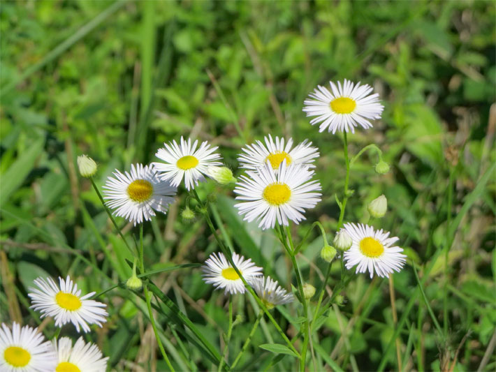 Blühendes Einjähriges Berufkraut (Feinstrahl), botanischer Name Erigeron annuus, mit gelbem Blütenkorb umgeben von weißen Zungenblüten auf einer Wiese