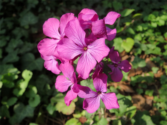 Purpur-violette Blüten von einem Einjährigen Silberblatt (auch Silbertaler, Garten-Mondviole), botanischer Name Lunaria annua 