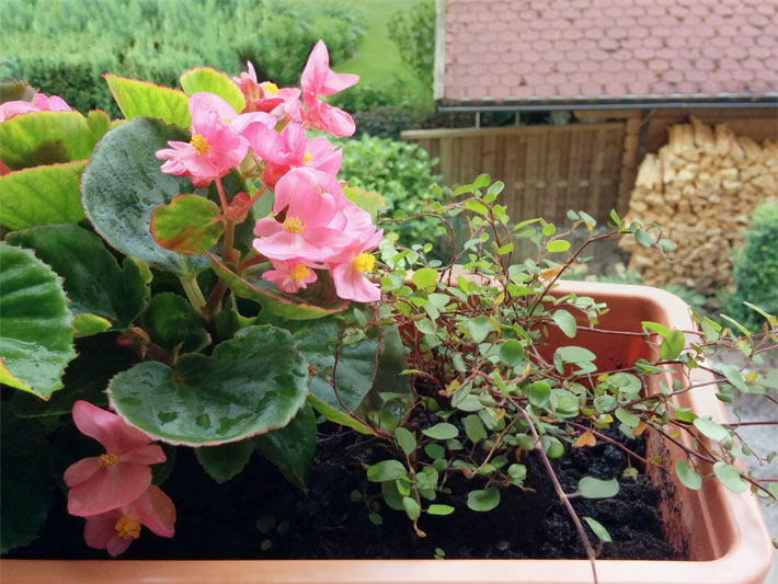 Rosa Eisbegonien, auch Semperflorens-Begonien, botanischer Name Begonia x semperflorens-cultorum, in einem Balkonkasten