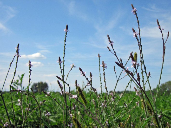 Wild wachsendes Echtes Eisenkraut, auch Wunschkraut oder Sagenkraut, botanischer Name Verbena officinalis, auf einer Naturwiese mit hellvioletten Blüten und über einen halben Meter langen Stängeln