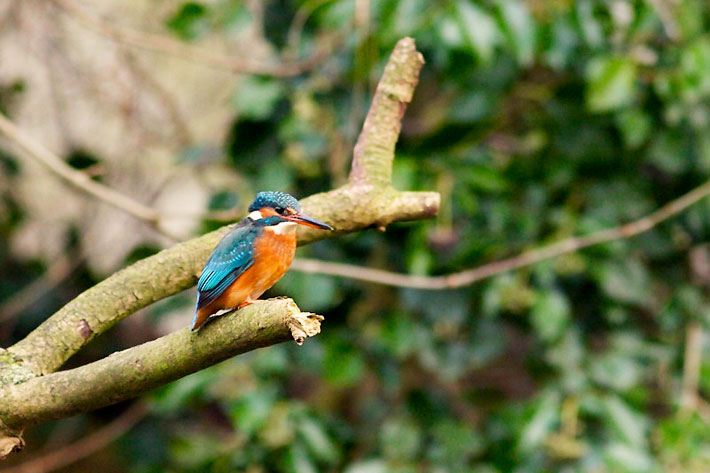 Eisvogel mit orangem Körper sowie grünblauen Flügeln und Oberkopf auf einem Ast