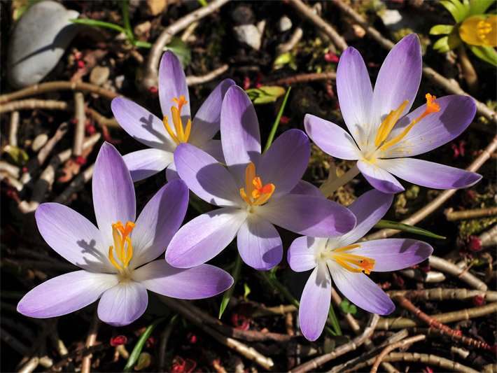 Mehrere blass-violett bis lila blühende Elfen-Krokusse, botanischer Name Crocus tommasinianus, in einem Balkonkasten mit jeweils sechs Kronblättern und goldgelben Staubblättern
