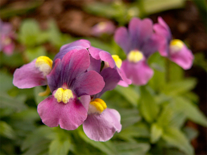 Purpur-rote Blüten mit gelber Blütenmitte einer Elfenspiegel-Hybride, botanischer Name Nemesia Dazzle-Me-Lilac