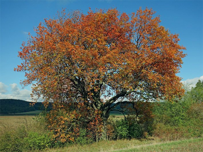 Freistehende Elsbeere mittlerer Größe auf dem Land im Herbst mit orange-roten Blättern
