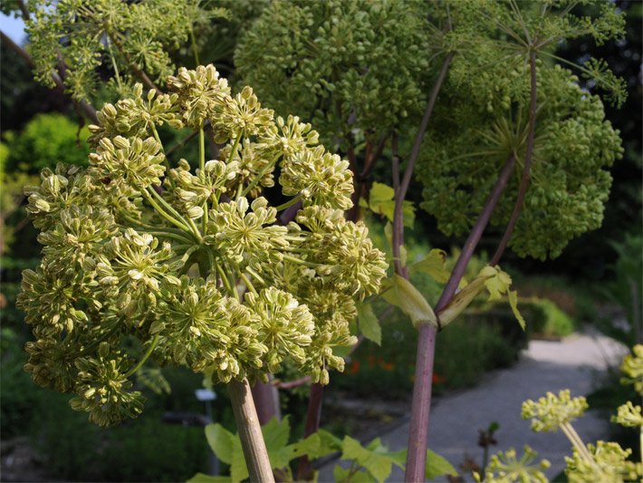 Doldenförmige Engelwurz-Blüte