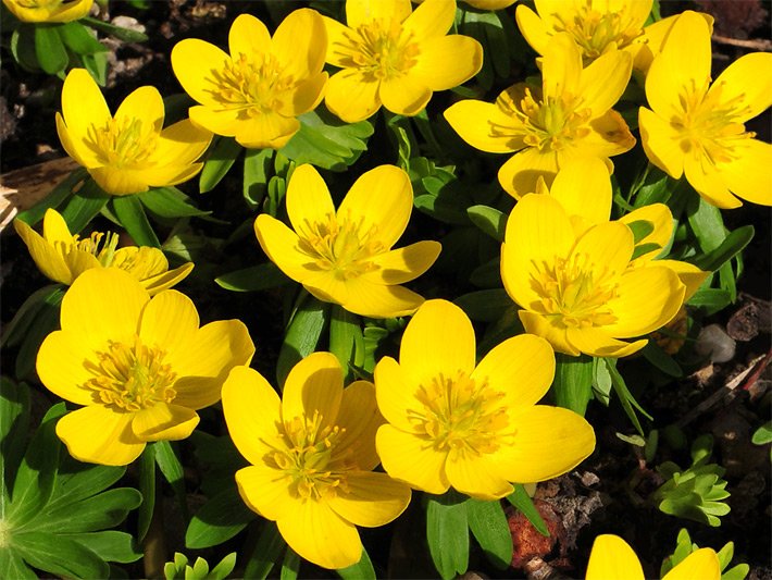 Winterlinge, botanischer Name Eranthis hiemalis, mit gelben Blüten in einem Blumenbeet