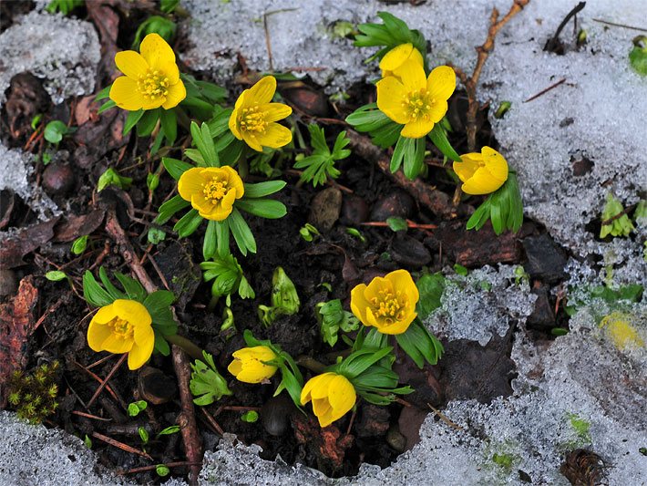 Gelbe blühende Winterlinge, botanischer Name Eranthis hyemalis, im Wald bei der Schnee-Schmelze