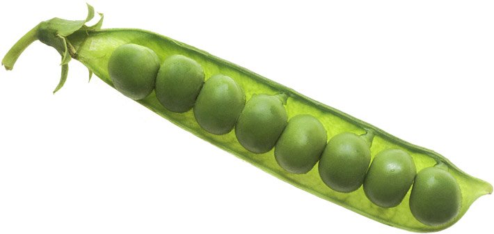 In der Länge geöffnete, grüne Erbsenschote oder Erbsen-Hülse mit acht Erbsen