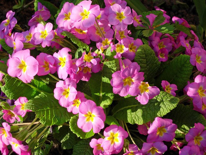 Tellerblüten mit violetter Blüten-Farbe und gelbem Blütenschlund einer Erd-Primel-Hybride (auch Stängellose Schlüsselblume), botanischer Name Primula vulgaris oder primula acaulis