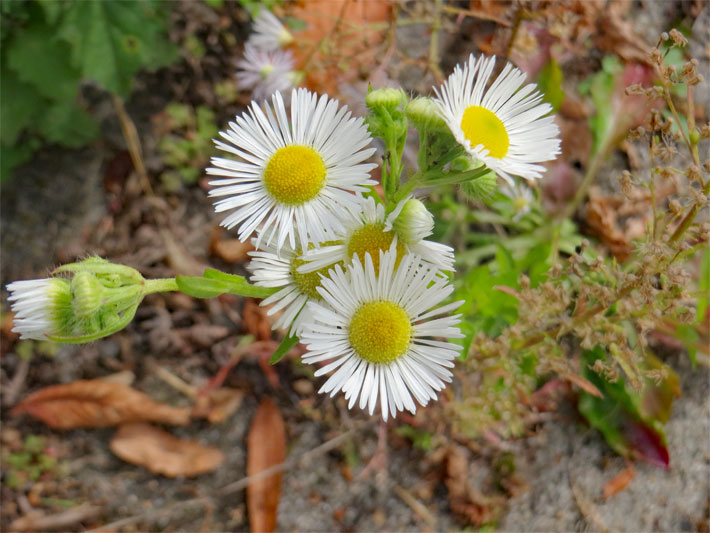 Dunkel-gelber Blütenkorb mit weißen Zungenblüten von einem Einjährigen Berufkraut oder Feinstrahl, botanischer Name Erigeron annuus