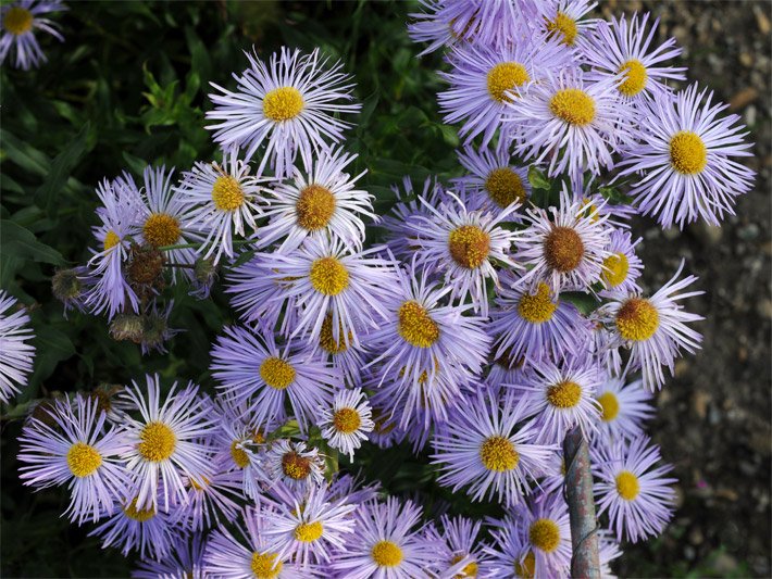 Lila-blau farbene Blüte von einem Großköpfigen Berufkraut, botanischer Name Erigeron speciosus var. macranthus, mit Körbchen-Blütenstand und goldfarbenen Röhrenblüten