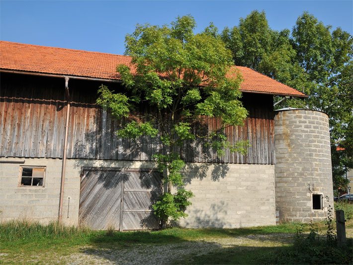 Einzelne Esche, die vor der Mauer von einem Bauernhof-Stadel in Oberbayern wächst