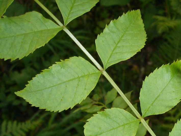 Grüne Eschenblätter von Fraxinus excelsior, gegenständig angeordnet