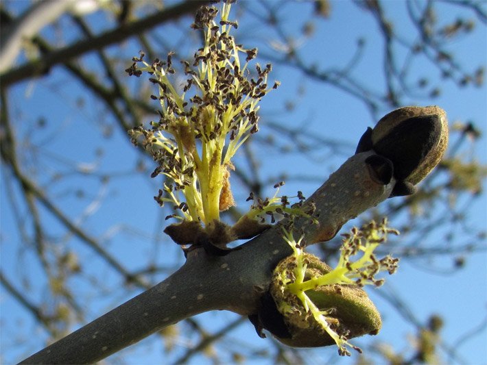 Eschen-Zweig mit Knospen und Blüten