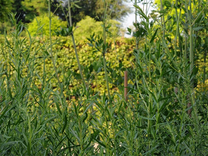 Dunkelgrüne Blätter von einem Deutschen Estragon