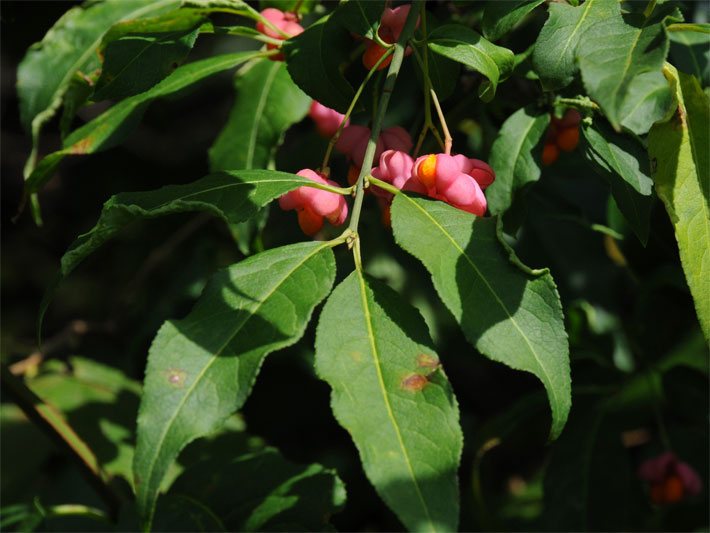 Rosa-gelbe Blüten von einem Pfaffenhütchen, botanischer Name Euonymus europaeus