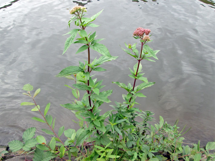 Violett-weiß blühender Gewöhnlicher Wasserdost an einem Gartenweiher, botanischer Name Eupatorium cannabinum