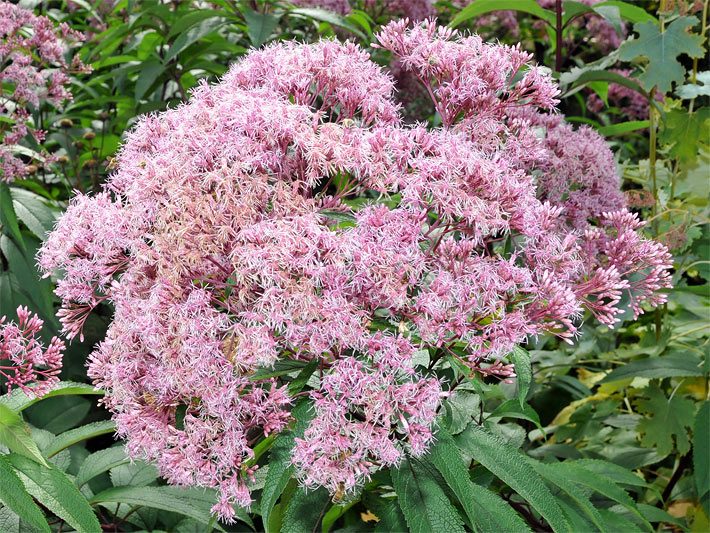 Purpurfarbenen Bürsten-Blüten von einem Großen Wasserdost der Sorte Riesenschirm, botanischer Name Eupatorium fistulosum, in einem Stauden-Beet