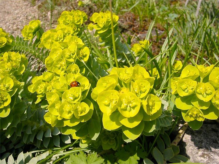 Gelb blühende Walzen- oder Myrtenblätterige Wolfsmilch, botanischer Name Euphorbia myrsinites, mit einem Marienkäfer