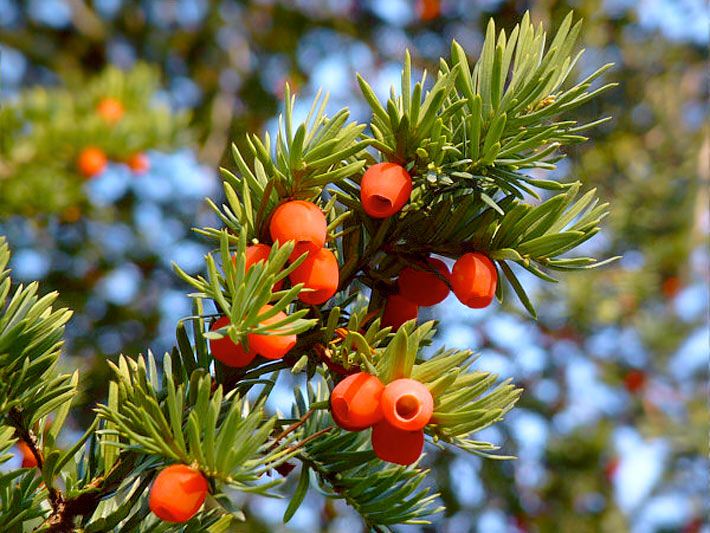 Orange-rote, giftige Früchte einer Europäischen Eibe