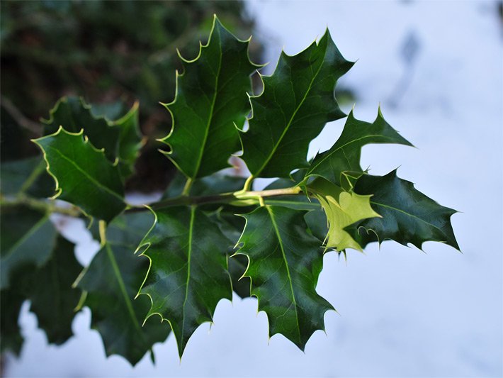 Dunkelgrüne Blätter mit Blattdornen einer Europäischen Stechpalme, botanischer Name Ilex aquifolium