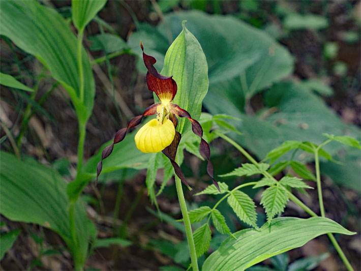 Europäischer Frauenschuh, botanischer Name Cypripedium calceolus, mit purpur-braunem Perigonblatt und gelber Blüte