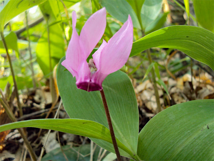 Europäisches Alpenveilchen, botanischer Name Cyclamen purpurascens, mit pink-violetter Blüte in einem