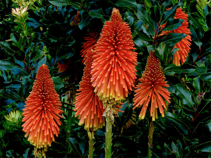 Rot leuchtende, an eine Fackel-Form erinnernde Blüten einer Fackellilie-Hybride, botanischer Name Kniphofia, vor einer immergrünen Laubhecke