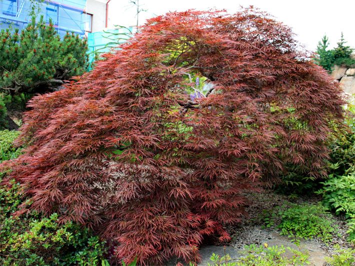 Rot belaubter Fächerahorn