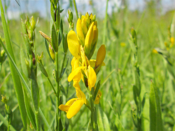 Gelbe Blüten mit Flügeln und Schiffchen von einem Färber-Ginster, botanischer Name Genista tinctoria, mit der Form von Schmetterlingsblüten