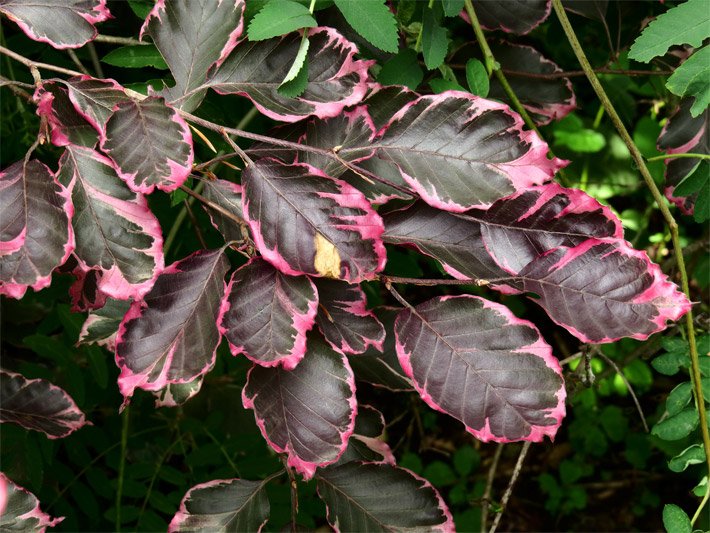 Braunrote und purpurbraune Blätter mit rosafarbenem Rand einer Dreifarbigen oder Buntblättrigen Buche