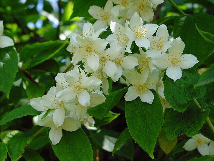 Hellgrüne Blätter und weiße Blüten von einem Falschen Jasmin, der auch Europäischer Pfeifenstrauch genannt wird