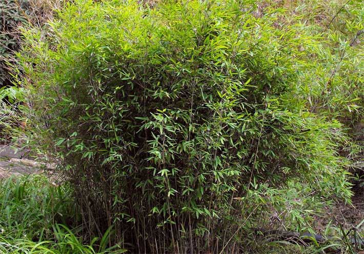 Muriel-Bambus, der botanisch Fargesia murielae bezeichnet wird