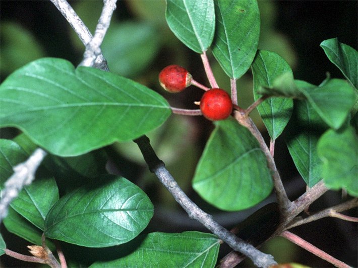 Rote, runde Früchte und grüne Blätter von einem Faulbaum