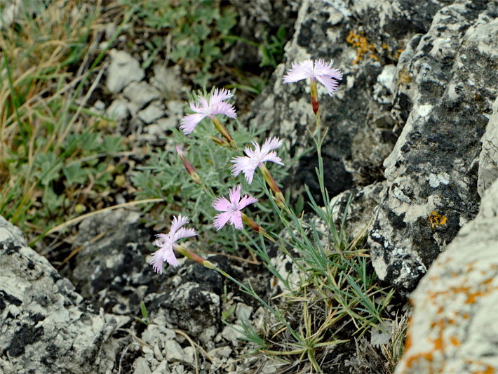 Blass-rosa Blüten einer Feder-Nelke, botanischer Name Dianthus plumarius, im Gebirge zwischen Felsen mit Flechten wachsend