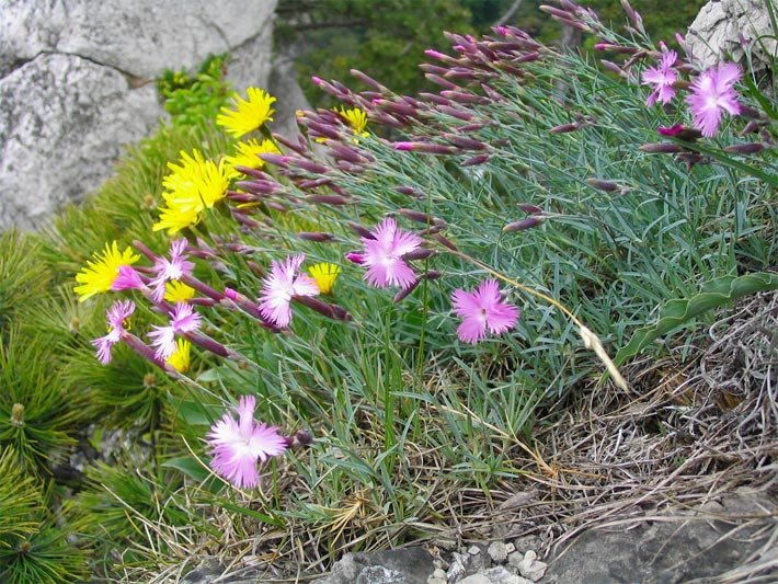 Tellerblüten mehrerer Feder-Nelken mit pink-farbiger Blüten-Farbe, botanischer Name Dianthus plumarius