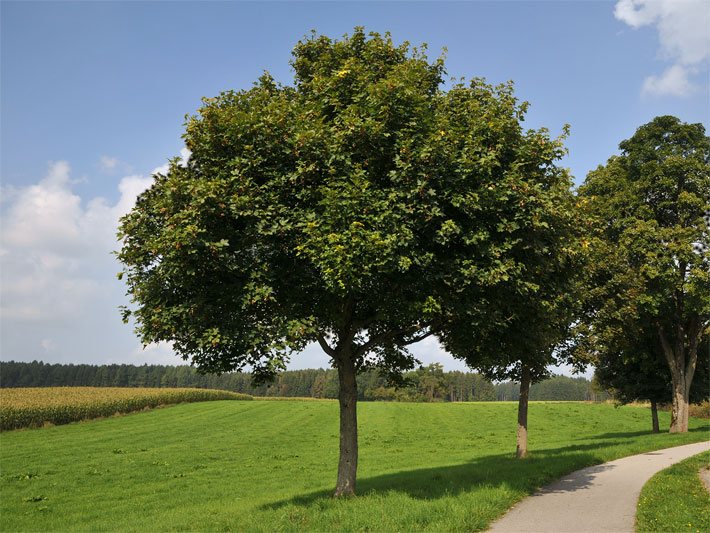 Mittelgrosser Feldahorn im Sommer als Teil einer Baumreihe neben einem Weg auf dem Land