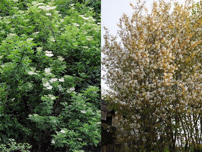 Schwarzer Holunder und Kupfer-Felsenbirne,  Holunder (Sambucus nigra) und Kupfer-Felsenbirne (Amelanchier lamarckii)als Beispiele für blühende Sträucher im Frühjahr