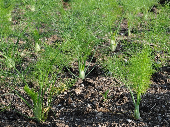 Fenchel-Blätter in einem Gemüsebeet