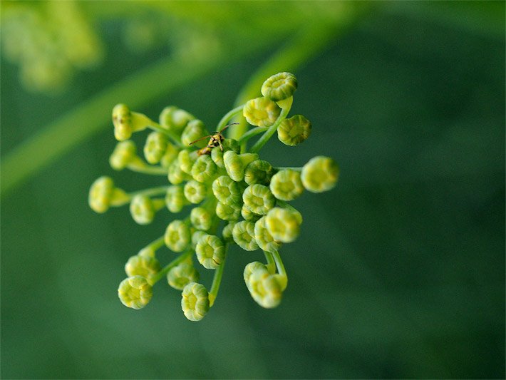 Noch nicht geöffnete, grün-gelbliche Blüten-Dolden einer Fenchel-Pflanze