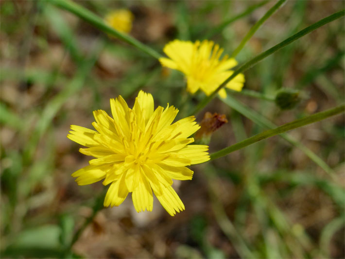 Gelbe Körbchen-Blüte umgeben mit Zungenblüten von einem Gewöhnlichen Ferkelkraut, botanischer Name Hypochaeris radicata 