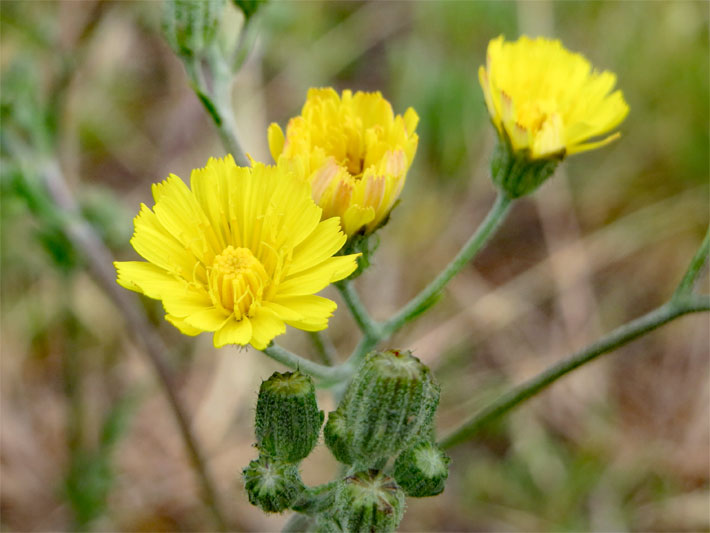 Gelb blühendes Gewöhnliches Ferkelkraut, botanischer Name Hypochaeris radicata, mit der Blumenform der Körbchenblumen