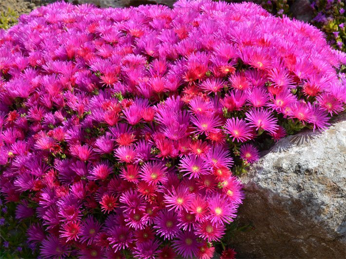Fetthenne bzw. Mauerpfeffer, botanischer Name Sedum, mit hell-purpur-farbenen Blüten auf einer Steinmauer