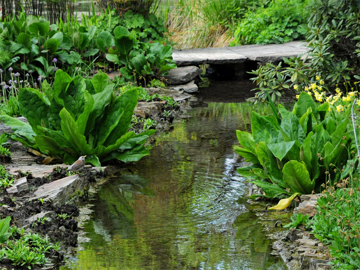 Blumen-Beispiel auf feuchtem, nassem Boden mit Hohen Schlüsselblumen, botanischer Name Primula elatior, mit gelben Stieltellerblüten und Stauden an einem Bachlauf zu einem Gartenteich