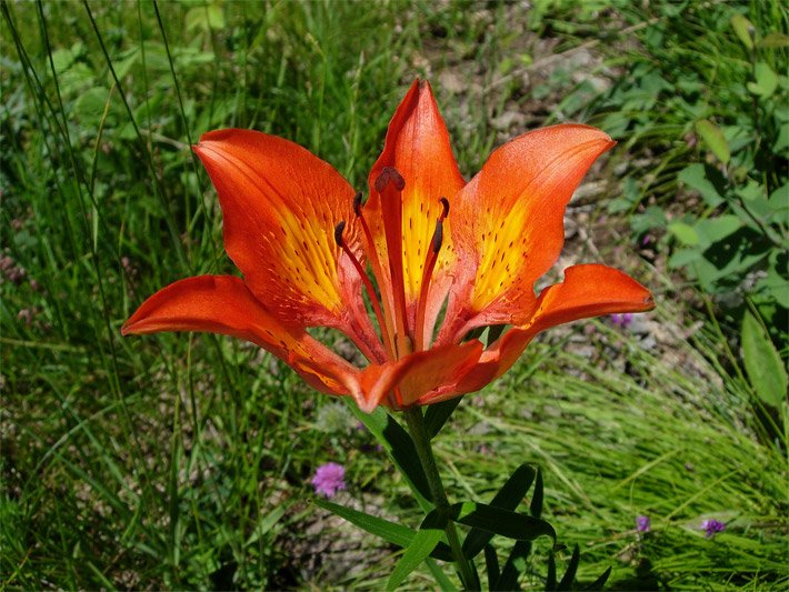 Leuchtend rot-orangefarbene Blüte einer Feuer-Lilie bzw. Berg-Ilga, Feldlinlie oder Rot-Ilgä, botanischer Name Lilium bulbiferum, auf einer Bergwiese