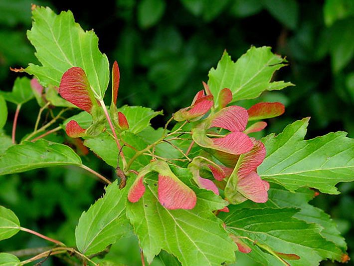 Blätter eines Feuerahorns mit beginnender Rotfärbung