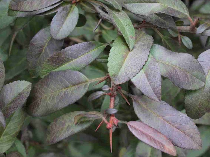 Ast von einem Europäischen Feuerdorn / Immergrüner Mittelmeer-Feuerdorn, botanischer Name Pyracantha coccinea, mit langen Dornen