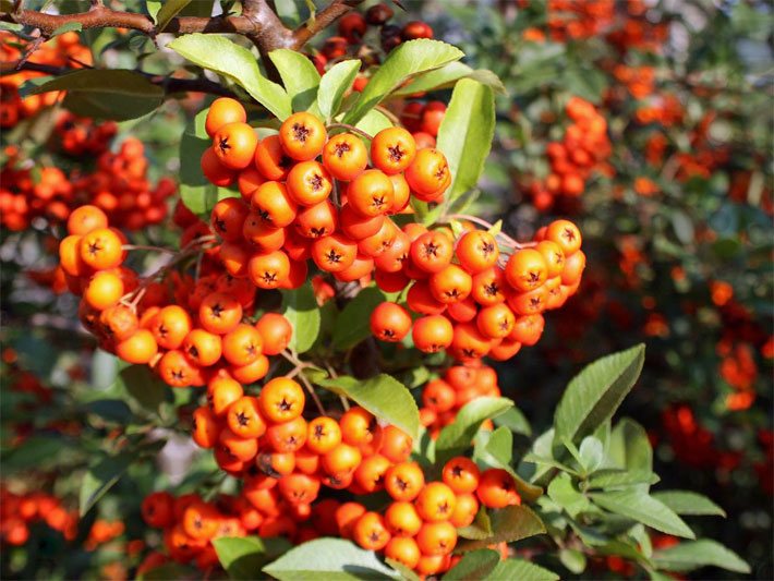 Europäischer Feuerdorn, botanischer Name Pyracantha coccinea, mit orange-roten Früchten